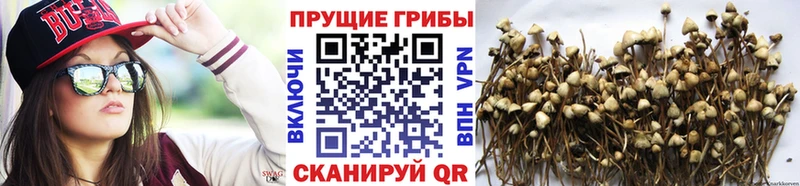 Псилоцибиновые грибы Psilocybine cubensis Лянтор